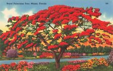 Miami FL Florida, Royal Poinciana Tree, Colorful Red, Vintage Postcard picture