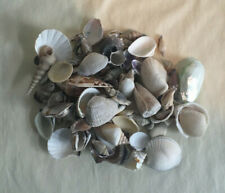 14 Oz of Assorted Sea Shells picture
