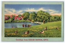 c1940's Greetings From Cedar Rapids Iowa IA Unposted Cows And Ducks Postcard picture