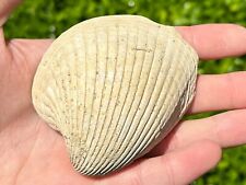 France Fossil Bivalve Venericardia planicosta Eocene Age French Shell picture