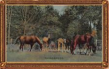 Thoroughbred Horses Grazing in a Field on Old Postcard Titled Thorobreds picture