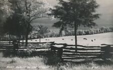 RPPC Quiet Beauty - Grazing Cows in the Ozarks of Missouri or Arkansas picture