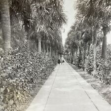 Antique 1910s Ocean Drive Palm Beach Florida Stereoview Photo Card V2174 picture
