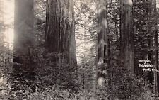 RPPC Brookings OR Oregon Redwoods Lumber Logging Curry County Photo Postcard B38 picture
