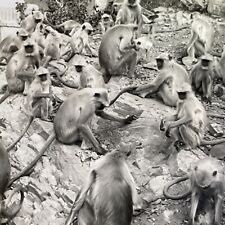 Antique 1918 Monkey Colony In Jaipur India Stereoview Photo Card P1356 picture
