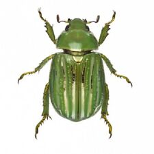Chrysina gloriosa ONE REAL GREEN GOLD SCARAB BEETLE ARIZONA UNMOUNTED PACKAGED picture