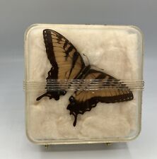 Vintage Taxidermy Butterfly Moth In Art Deco Acrylic Display Box Science Lab picture