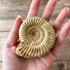 Ammonite (White) Fossil Polished; 140 g Authentic Real picture
