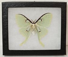 Real Framed Luna Moth (F) picture