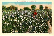 A Fine Field of Cotton in Dixieland - F10361 picture