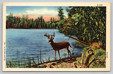 Wild Life Scenes Deer Buck Lake Hunting Northwoods Linen Postcard picture