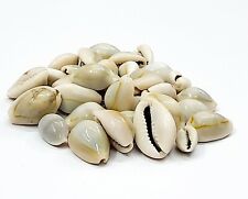100Pcs Bulk Cut Sea Shell Cowrie Cowry Slice shells Beach DIY Jewelry 1.6-2cm  picture