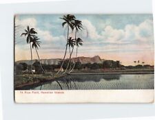 Postcard Rice Field Hawaiian Islands USA North America picture