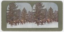 c1900's Stereoview Our Pack Outfit in the Mountains.  Horses Carrying Furs picture