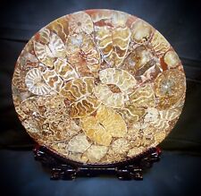 Large Ammonite In Resin Disc W/Stand picture