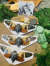 Wholesale lot 3 Papered Specimens HUGE A1 Cicada Angamiana floridula Insect picture