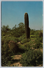Vintage Postcard Cactus Baby Saguaro and Barrel Cactus -3699 picture