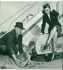 Air hostess KLM - Vintage Photograph 2442801 picture