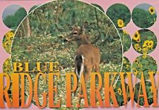 Chrome Postcard  BLUE RIDGE PARKWAY  DEER IN WOODS  UNPOSTED CHROME picture