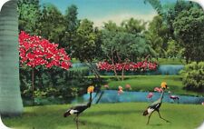 Sarasota Florida, Golden Crested Cranes, Jungle Gardens, Vintage Postcard picture