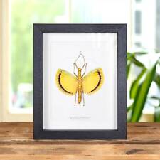 Winged Walking Stick Taxidermy Insect Frame (Tagesoidea nigrofasciata) picture
