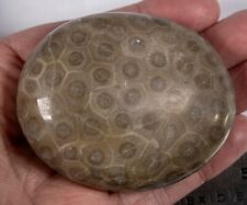 Beautiful hand polished Petoskey Stone (Michigan Fossil)  7.4oz picture