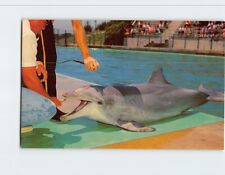 Postcard Flipper The Talking Dolphin Marineland of the Pacific California USA picture