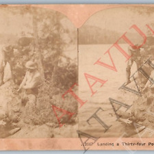 c1890s Fishing Men Land 34-Pound Muskey Catch Real Photo Stereoview Hunting V43 picture