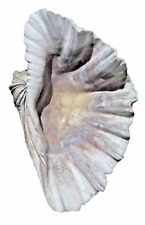 Natural Giant Hippopus Tridacna Gigas Bear Paw Seashell picture