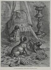 Dog Pug & Chinese Crested Attack Leopard Rug, Beautiful 1870s Antique Print picture