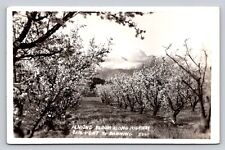 RPPC Almond Bloom Along Highway Beaumont To Banning Real Photo California P730 picture
