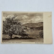 Vtg Real Photo Postcard, Crab Apple Blossom Stavely Westmoreland UK The Times picture