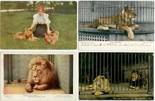 c1905-10 zoo postcards with lions picture