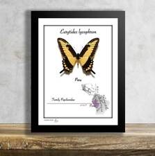Eurytides lycophron-Real Mounted Butterfly in Frame picture