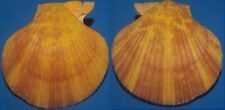 Tonyshells Seashells   Mimachlamys gloriosa GLORY SCALLOP 69mm F+++/gem picture