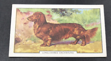 VTG 1938 Gallaher Dogs Long Haired Dachshund 2nd Series #39 of 48 Tobacco Card picture