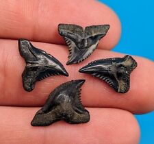 Group Of Beautifully Serrated Snaggletooth Shark Teeth From Central Florida picture