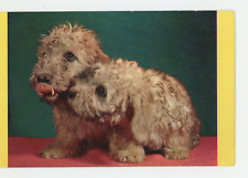 Vintage Dog Postcard     TWO WET CUTE PUPPIES  
