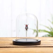 Rainbow Jewel Taxidermy Beetle in Glass Dome  (Cyphogastra javanica) picture