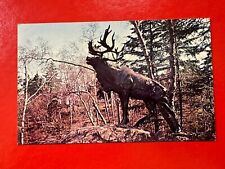 Vintage UNPOSTED Postcard~NEWFOUNDLAND CANADA~THE CARIBOU~ BOWING PARK ST. JOHNS picture