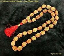 2 Mukhi Rudraksha Kuber Temple Blessing Mala-36+1 Beads for Money Magnetism (A+ picture