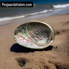 Abalone Shell Natural Multi-Colored Whole 5.5” x 4