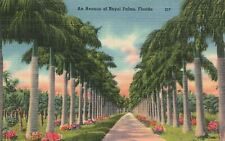 Vintage Postcard An Avenue Of Royal Palms Landscapes Flowers Roadway Florida FL picture