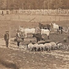 1919 RPPC Family Farm Range Stock Sheep Cow Horse Campbell Missouri Postcard picture