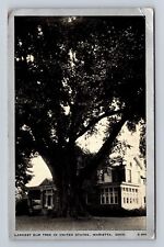 Marietta OH-Ohio, Largest Elm Tree In The U.S., Antique Vintage c1940 Postcard picture