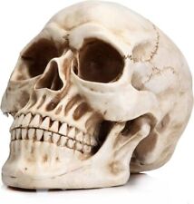 Lifesize 1:1 Human Skull Replica Resin Model Anatomical Medical Skeleton US picture