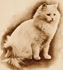 c1910 Cat portrait, cute, vintage postcard, Her Majesty picture
