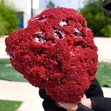 195G Natural Red coral reef Cluster Ocean Mineral Crystal Specimen picture