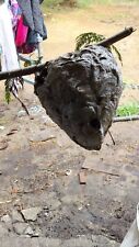 HUGE Bald faced Hornet Nest. In  Excellent Shape , almost perfect. Fully intact picture