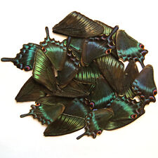 100 pc REAL BUTTERFLY wing jewelry butterfly material ooak fairy DIY artwork #65 picture